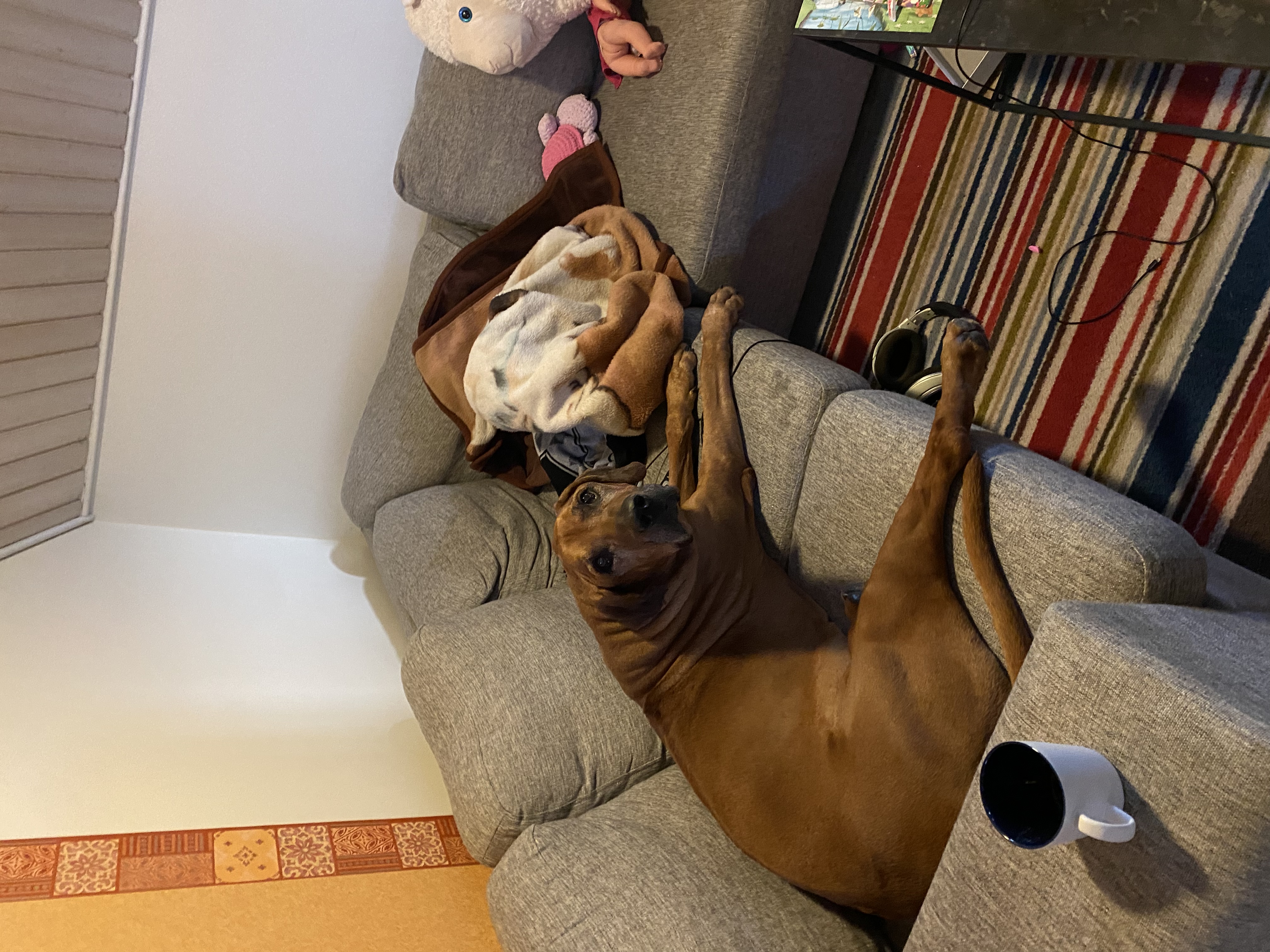 image-7
