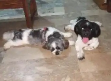 image-7