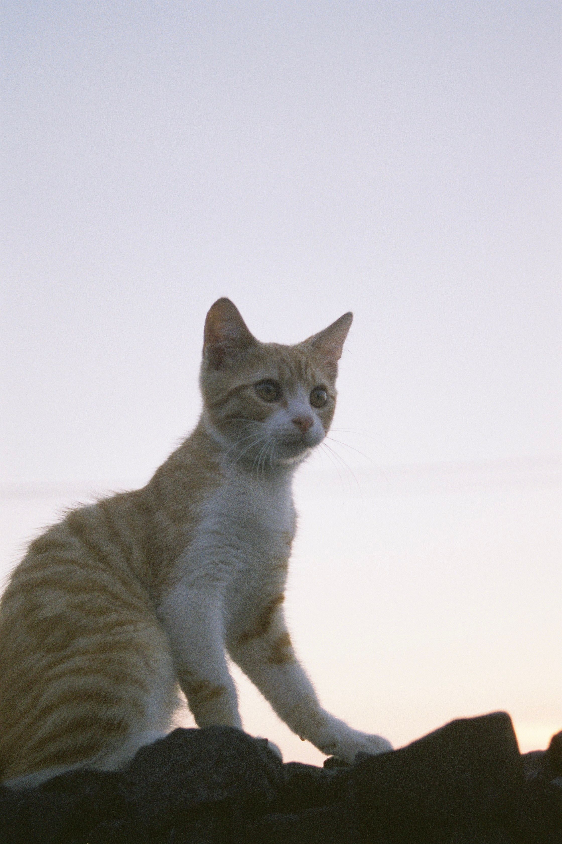 image-7