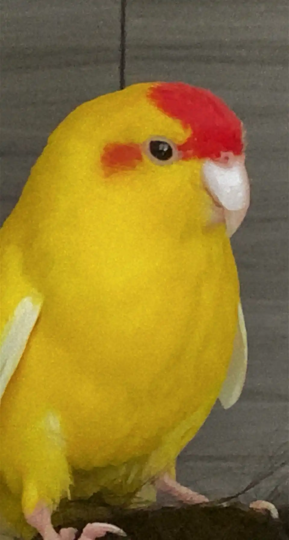 image-7