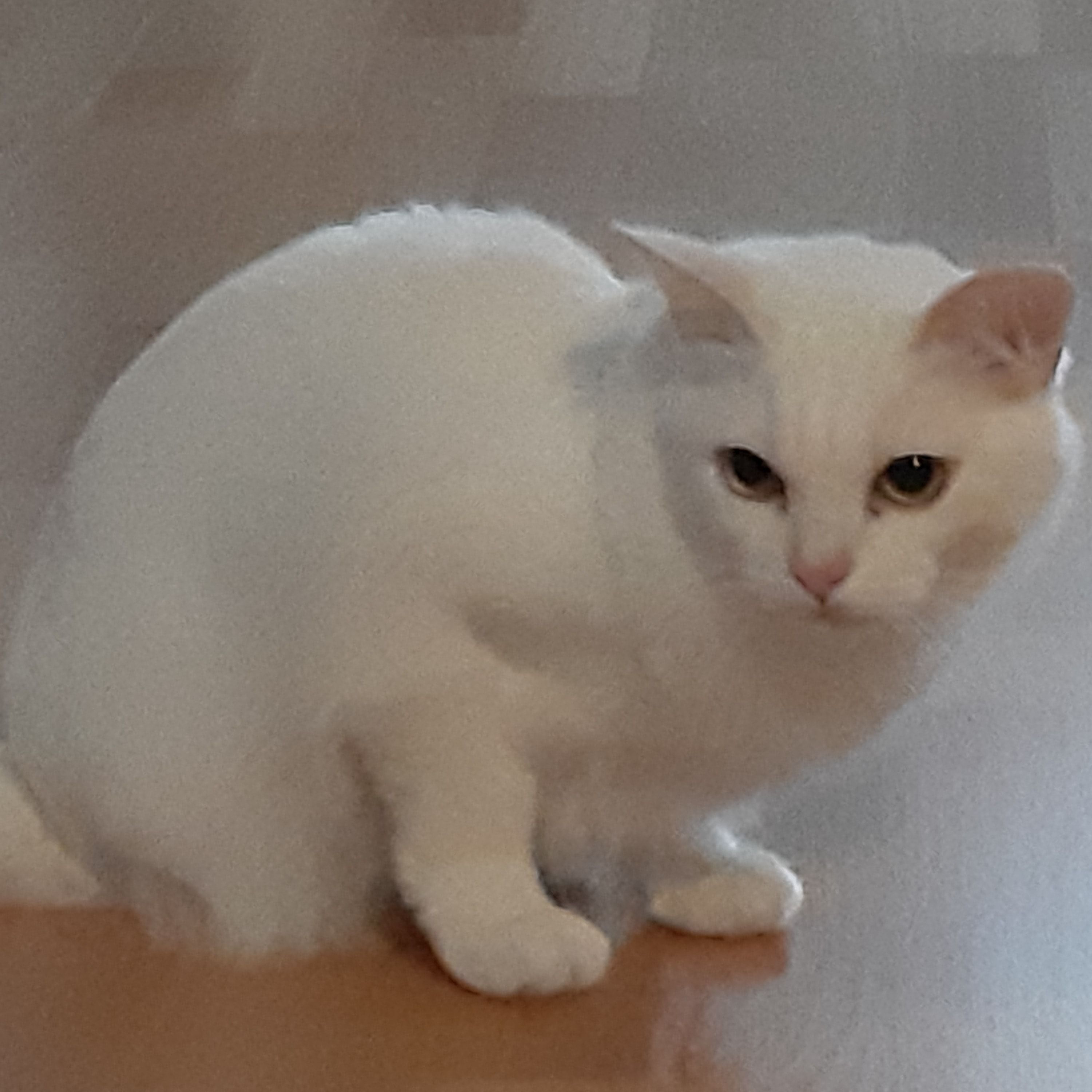 Portrait of Lex, the cat