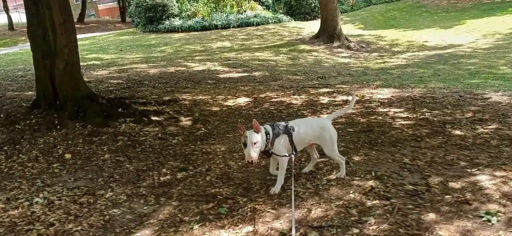 image-17