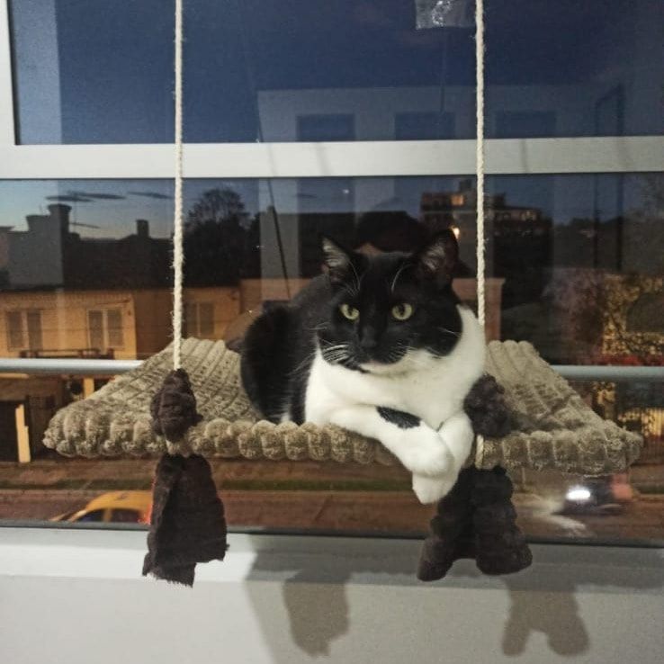 Portrait de George, la cat