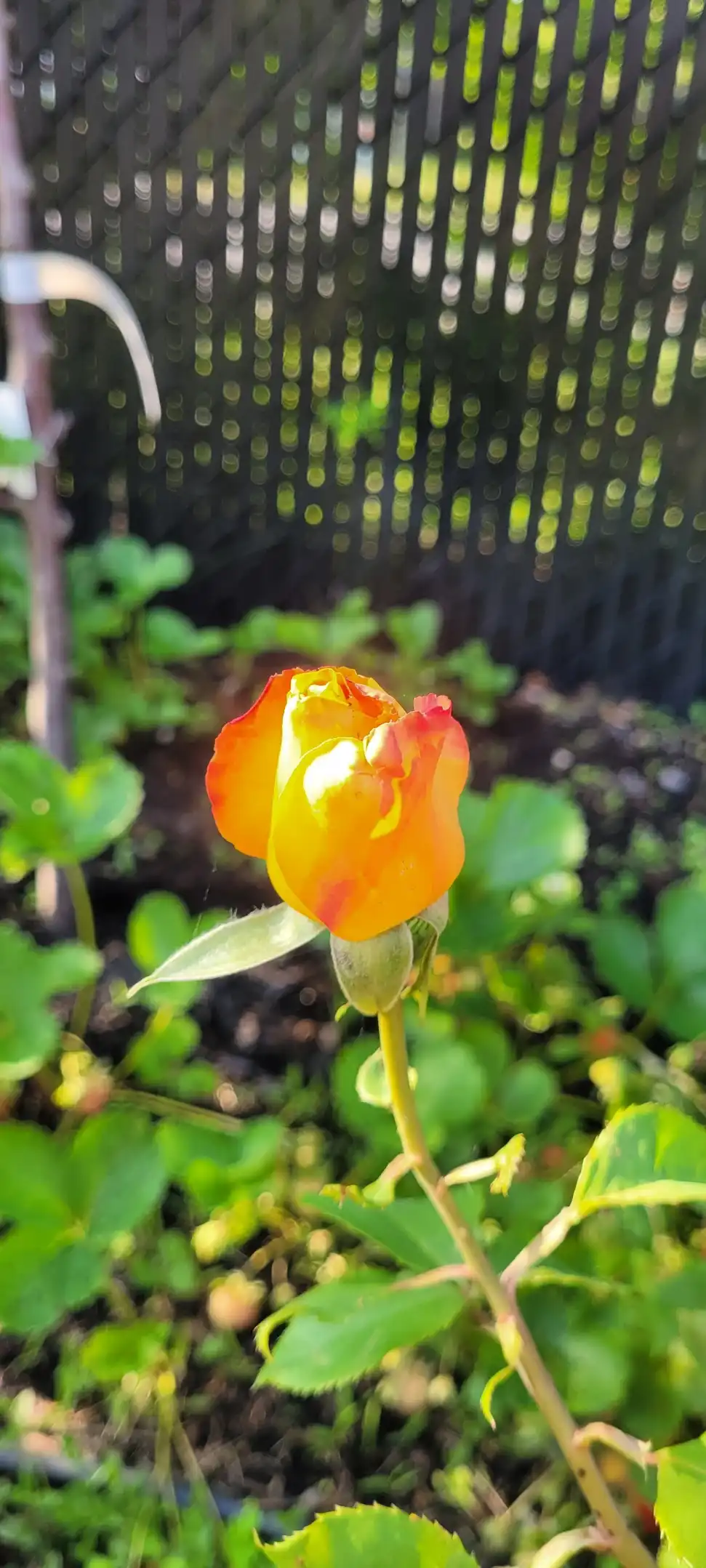 image-12