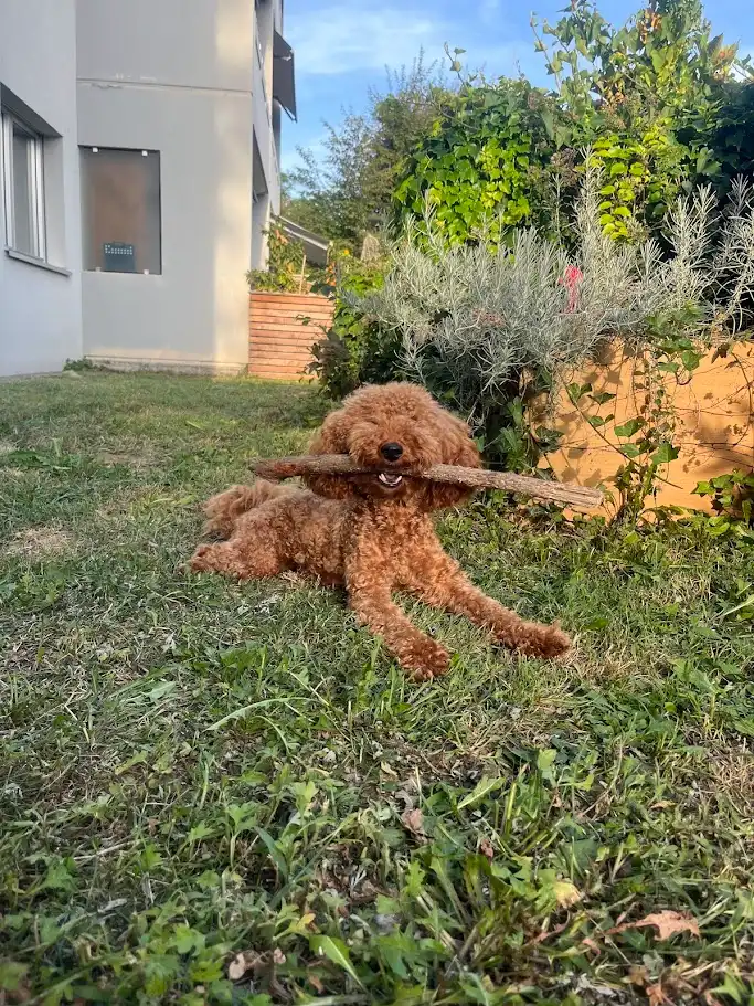 image-6