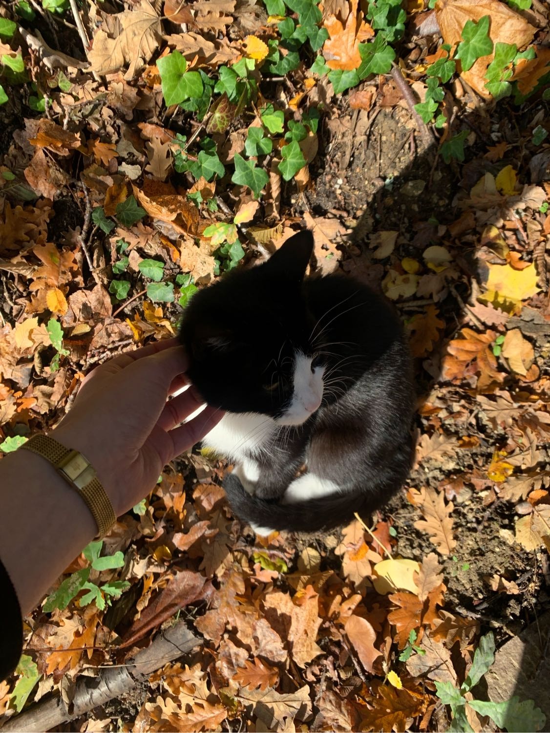 image-7