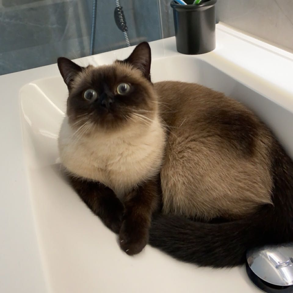 Portät von Muffin, cat