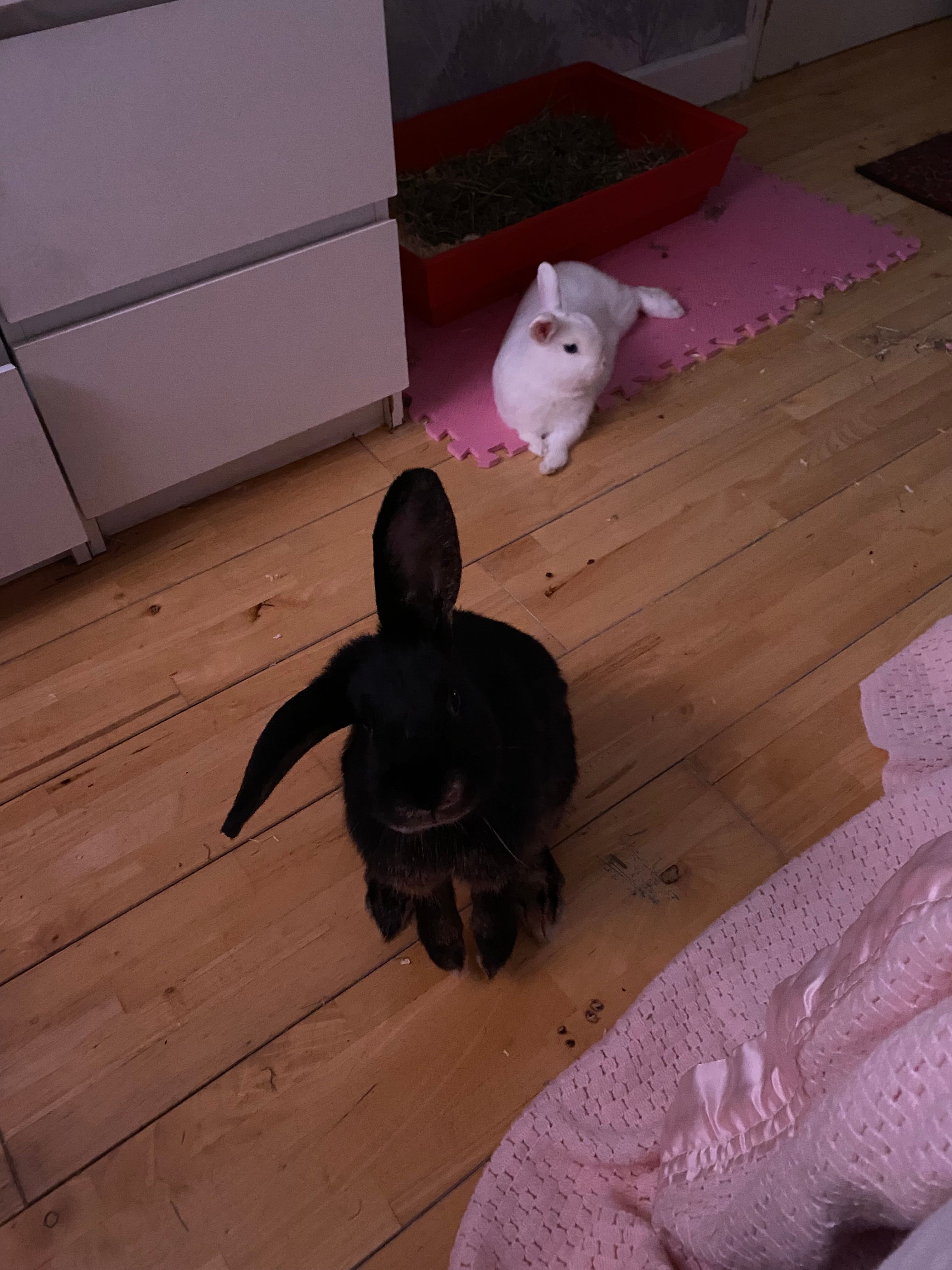 image-21