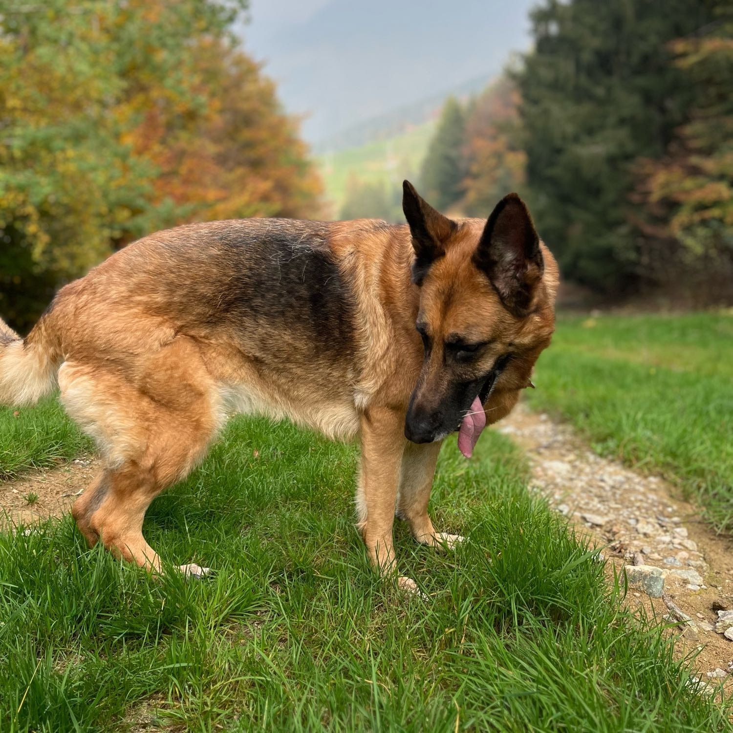 Foto di Regina, il dog