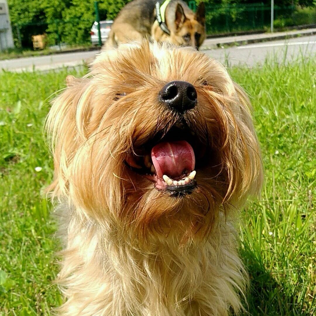 Foto di Snoopy, il dog