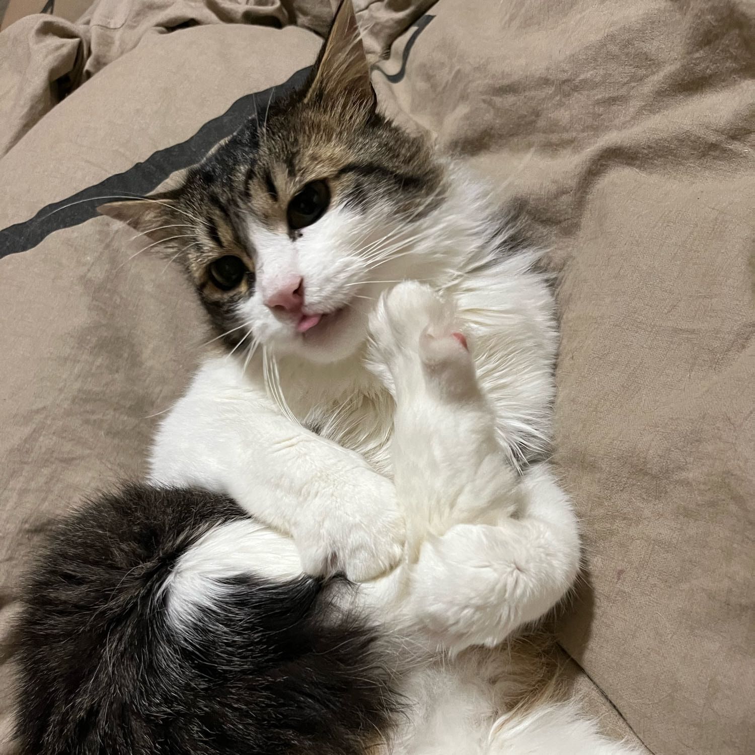 Foto di Nini, il cat