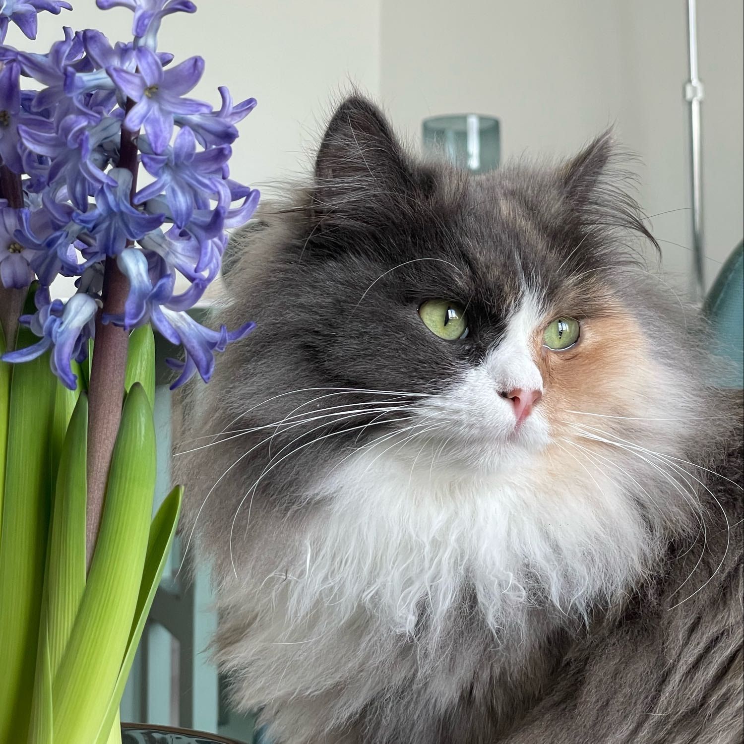 Portrait de Ponyo , la cat