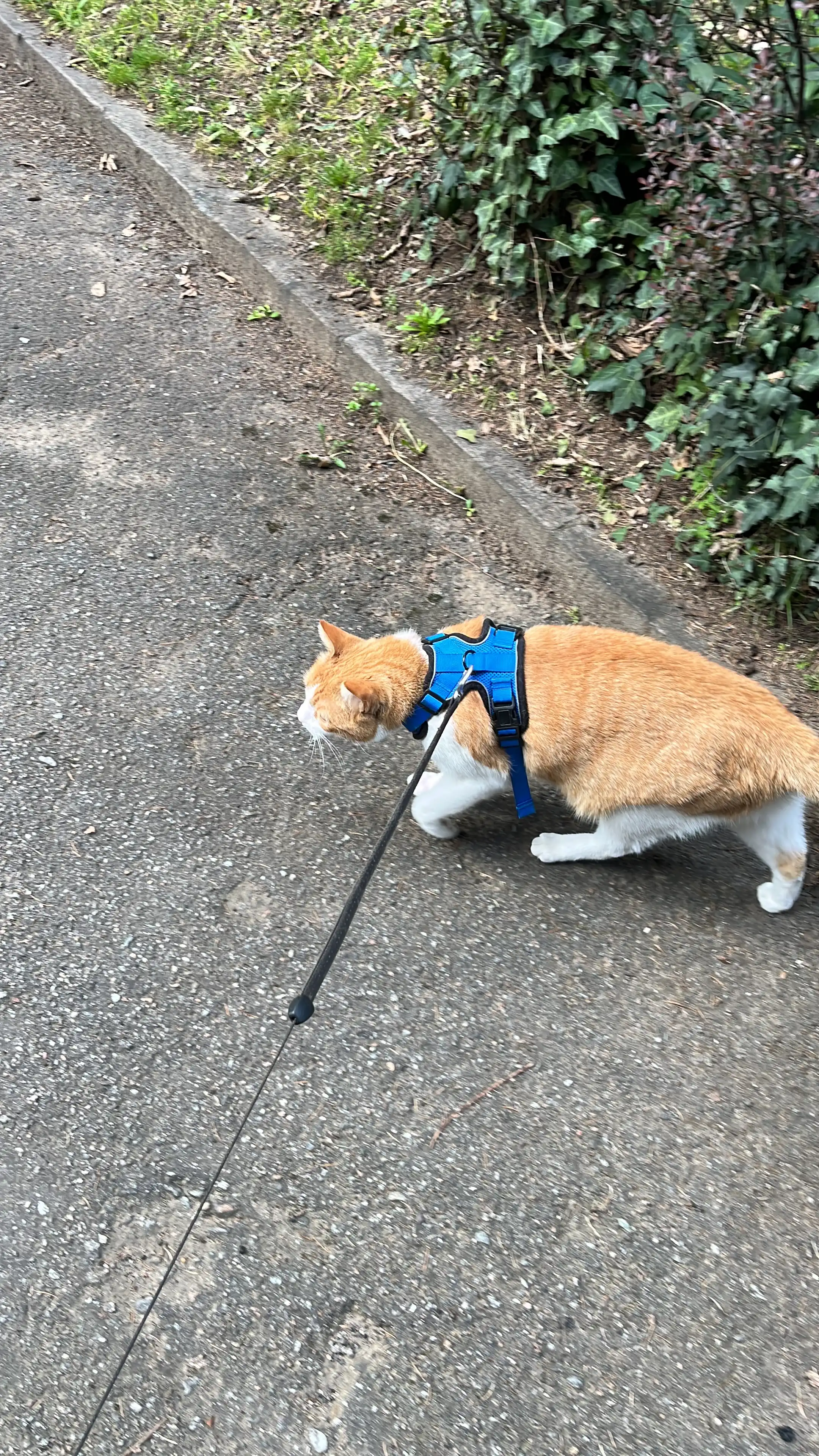 image-21