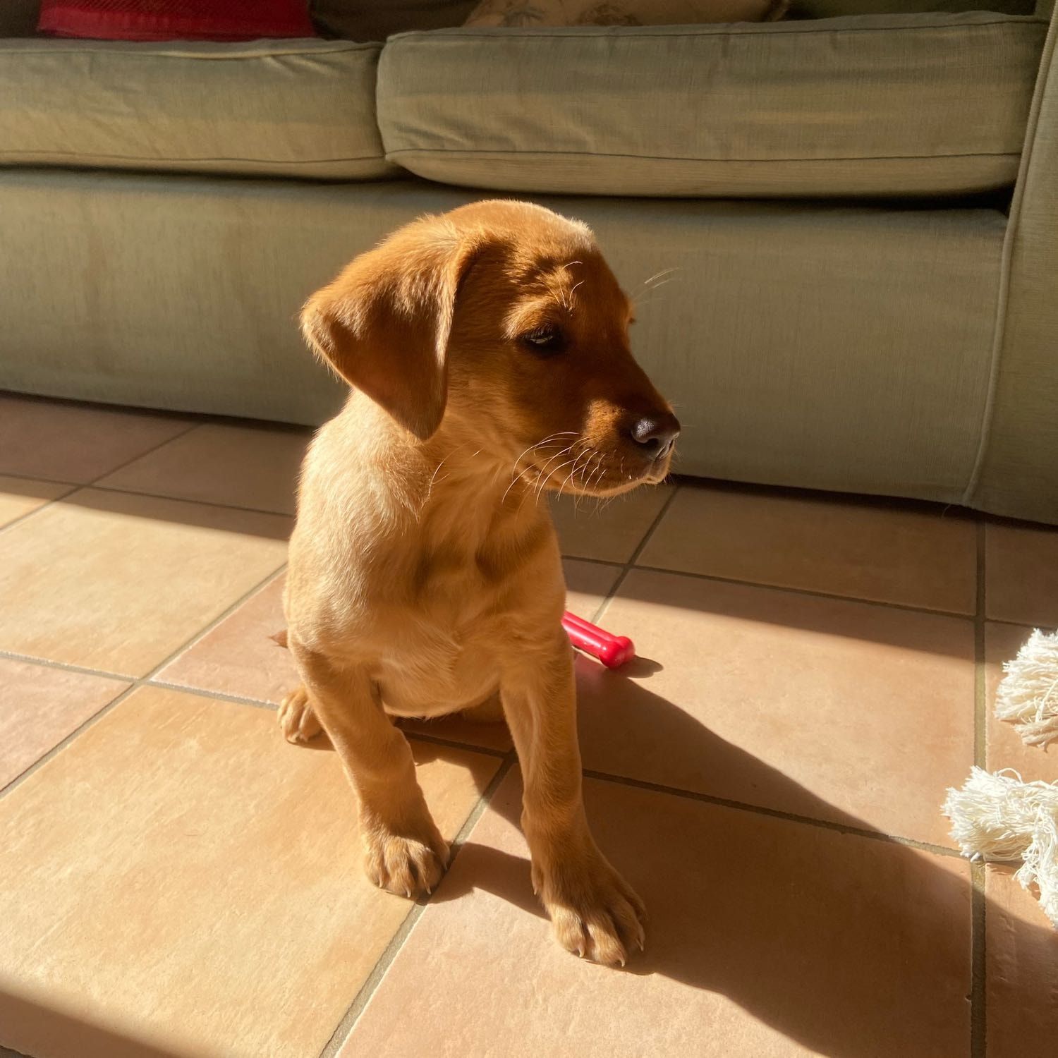Portrait of Jasper, the dog