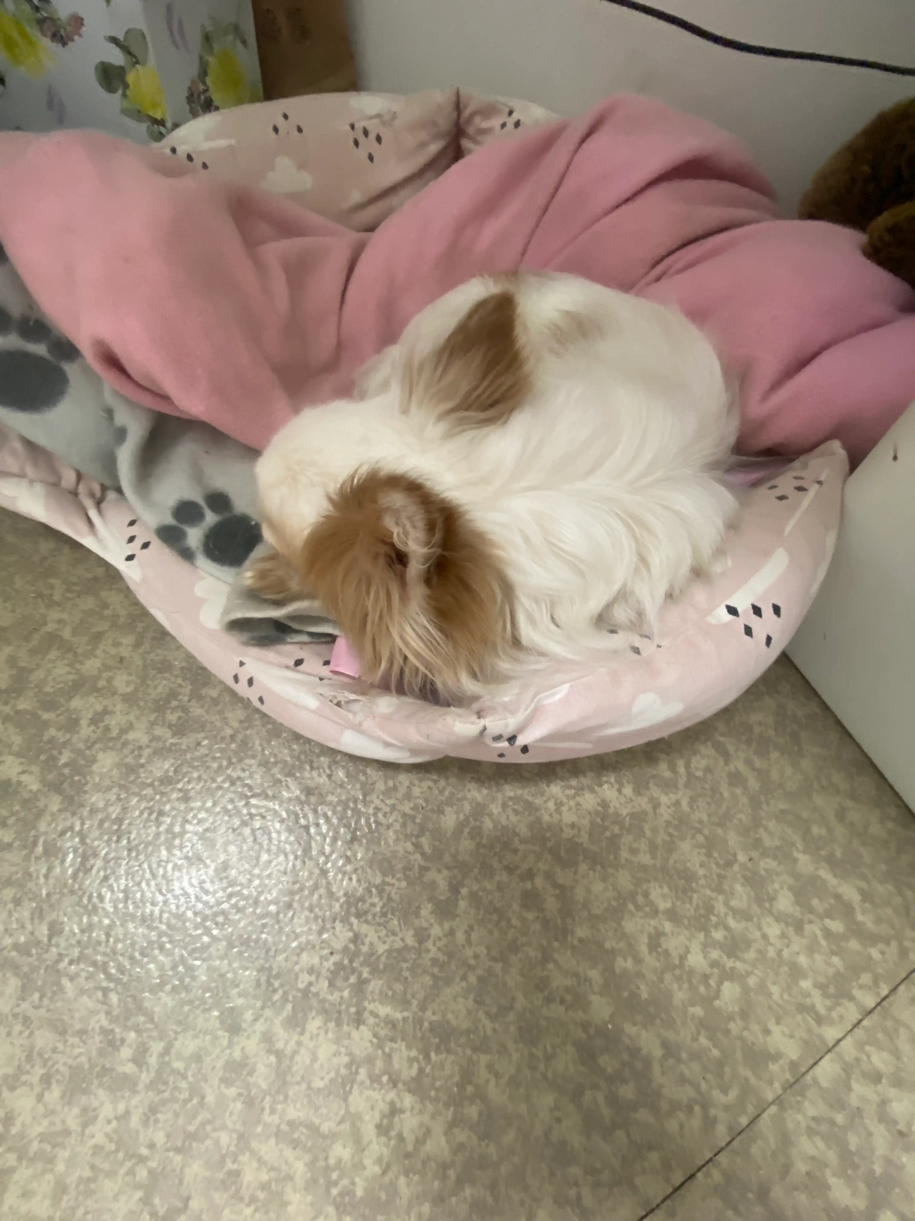 image-8