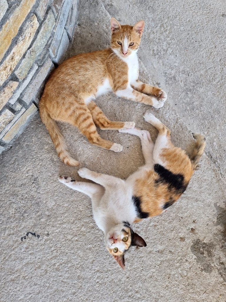 image-5