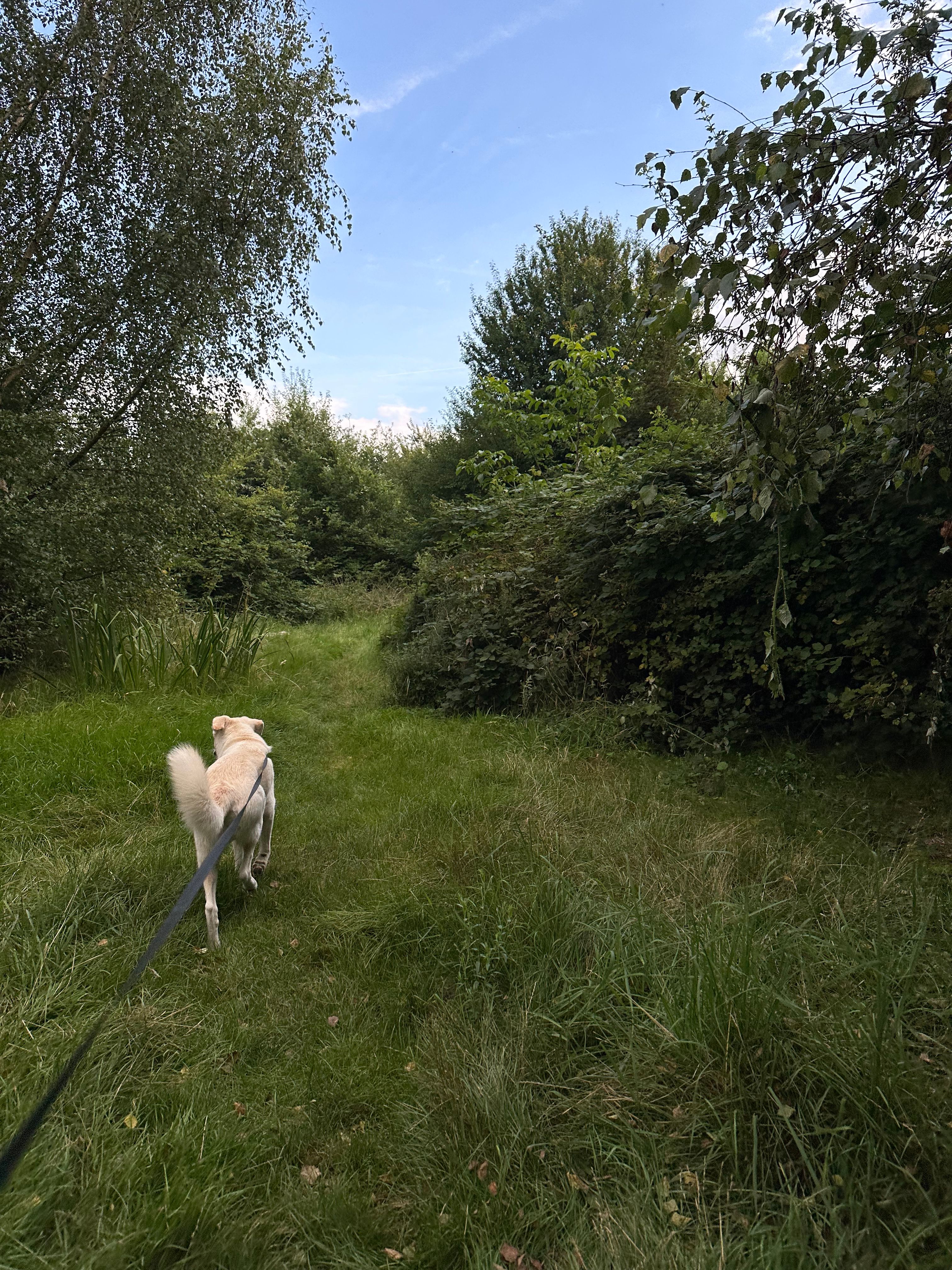 image-18