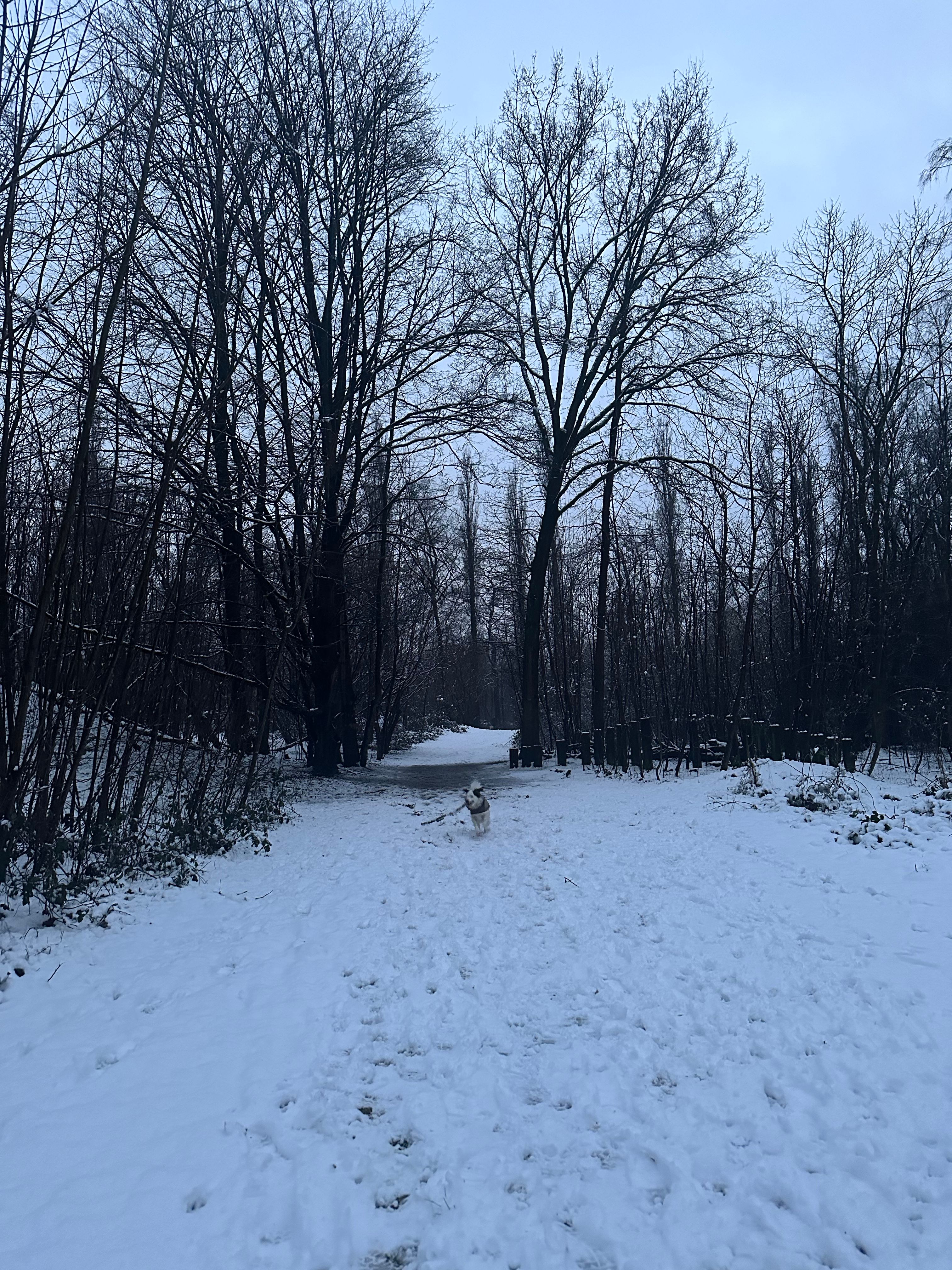 image-19