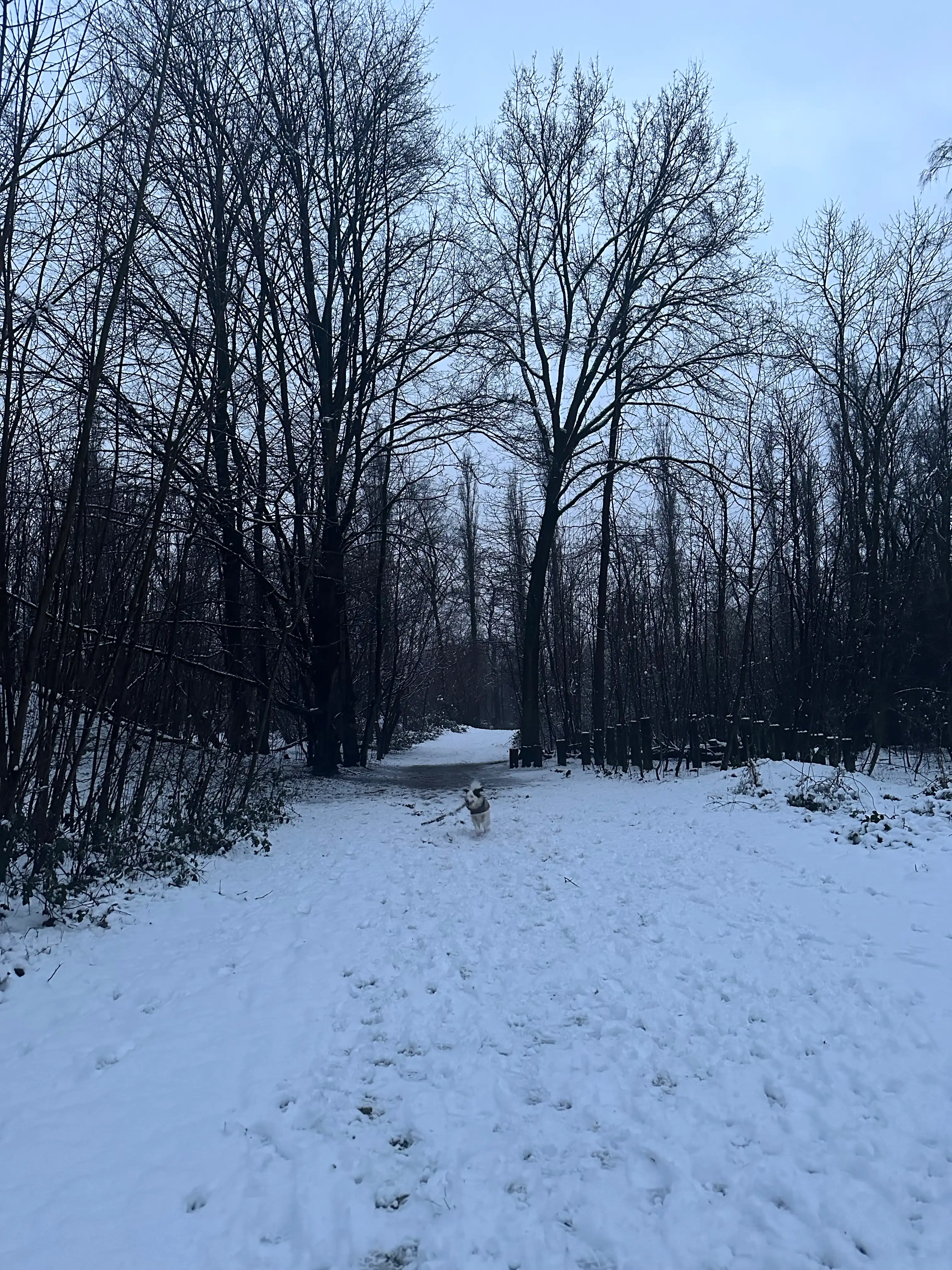 image-19