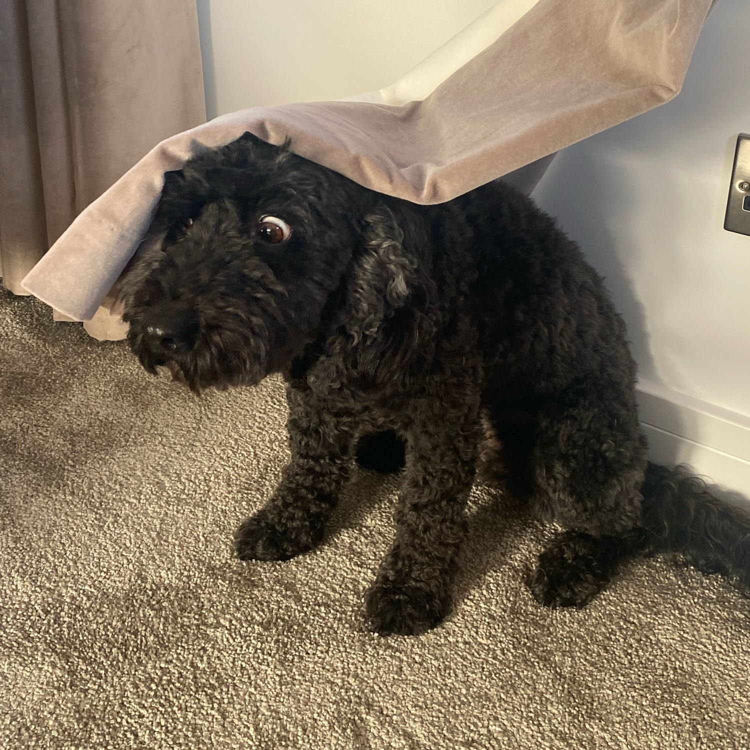 Portrait of Millie, the dog