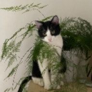 Portrait de Twiny, la cat