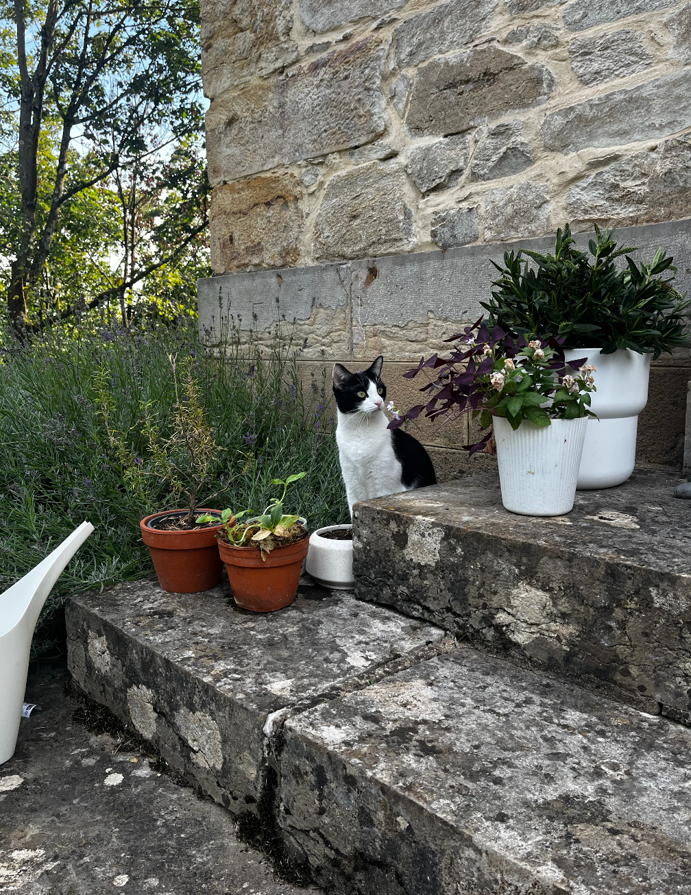image-19