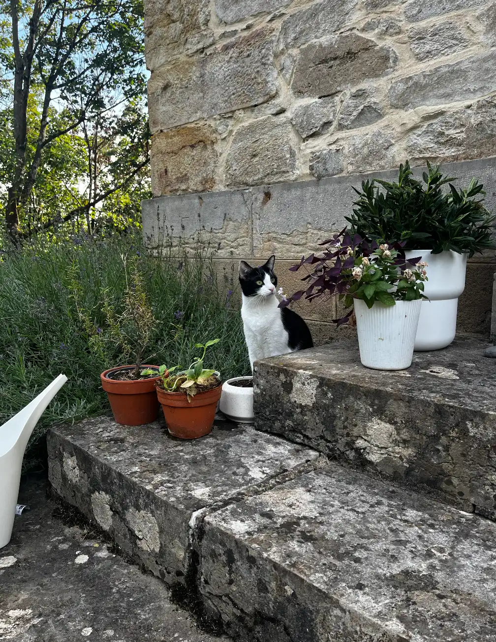 image-19