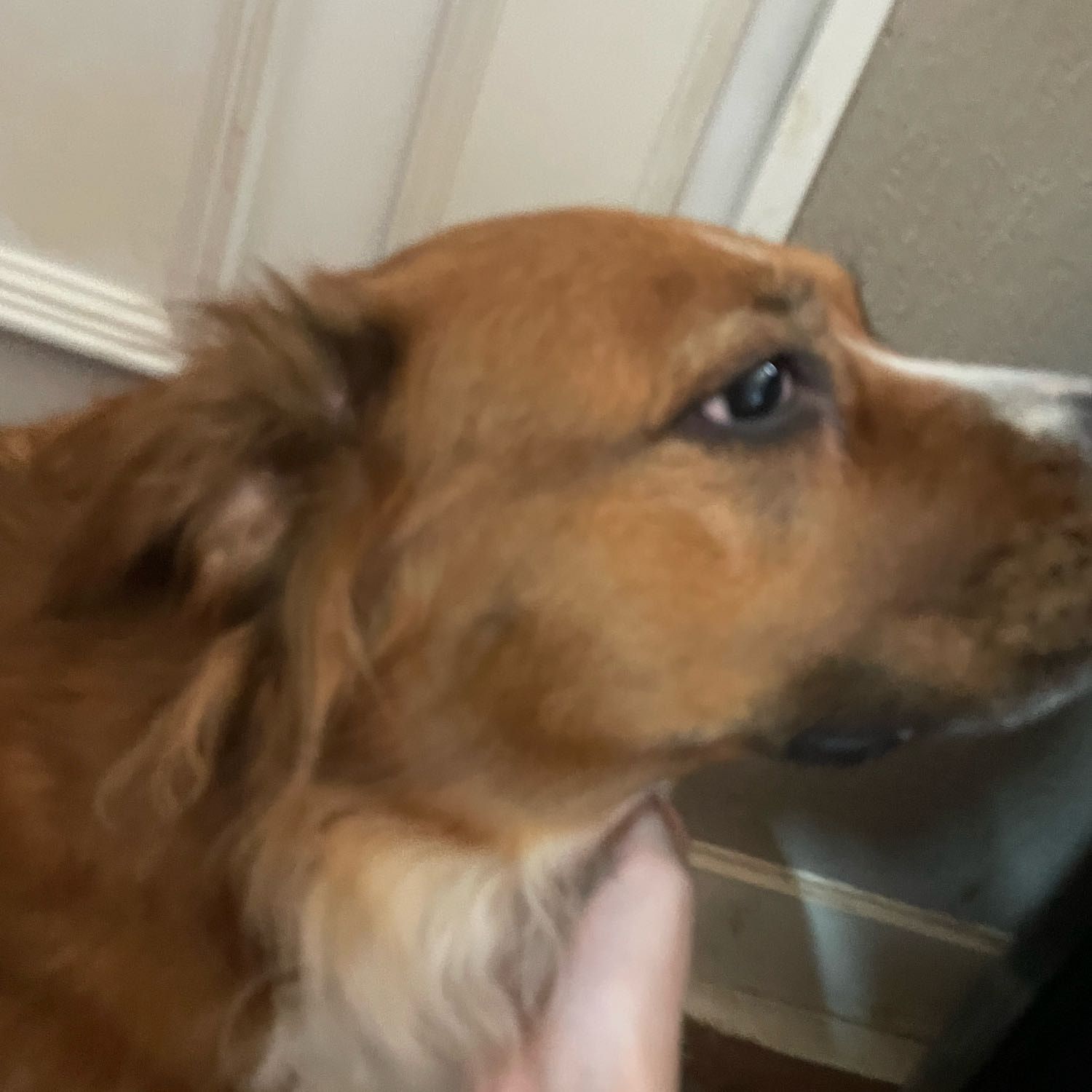 Portrait of Roxy, the dog