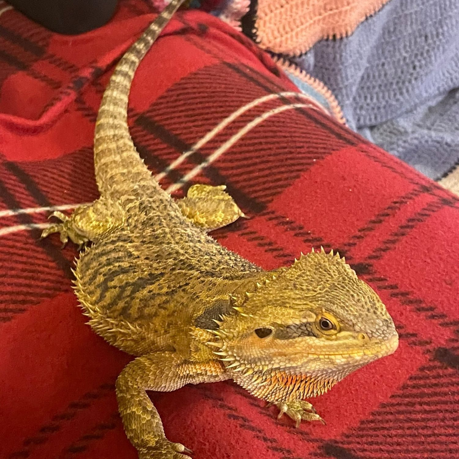 Portrait of Gizma, the reptile