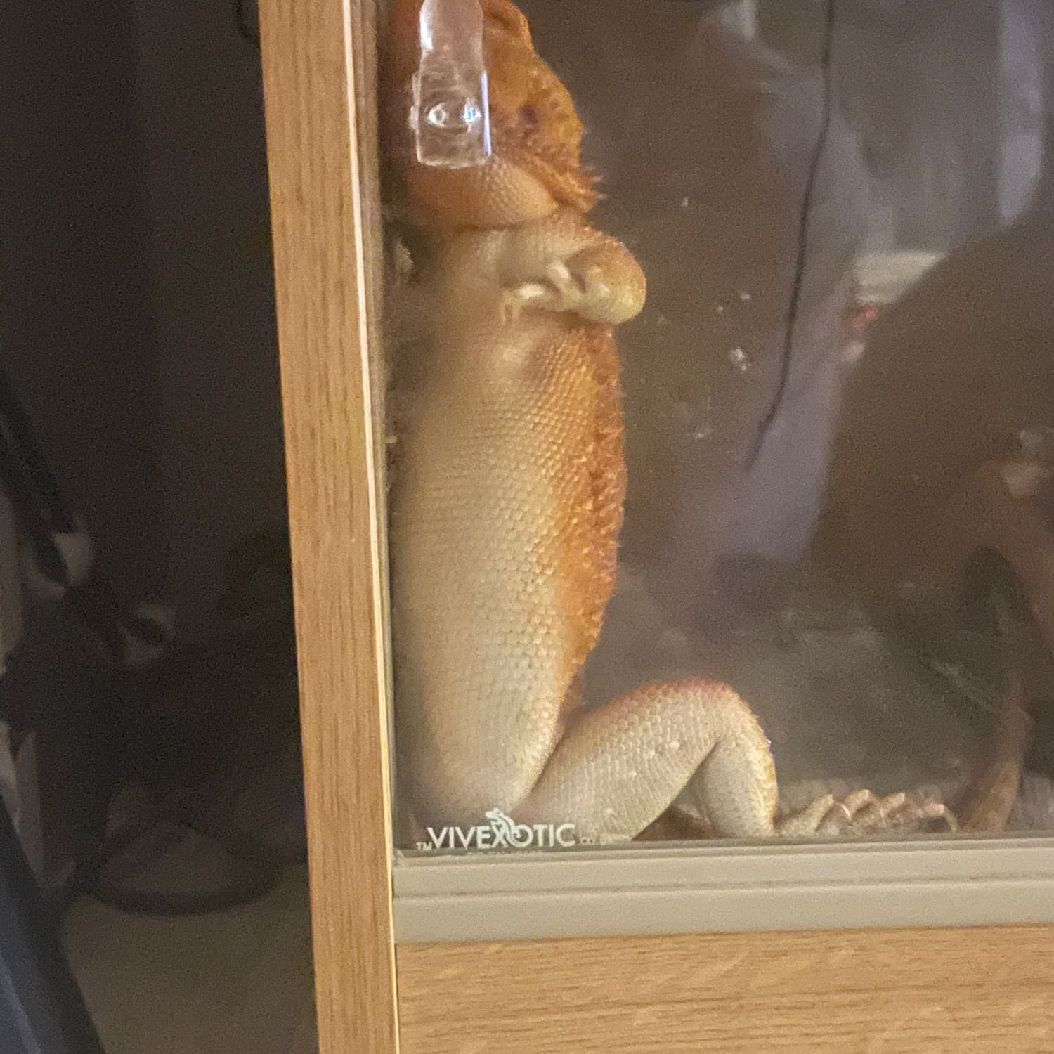 Portrait of Zenith, the reptile