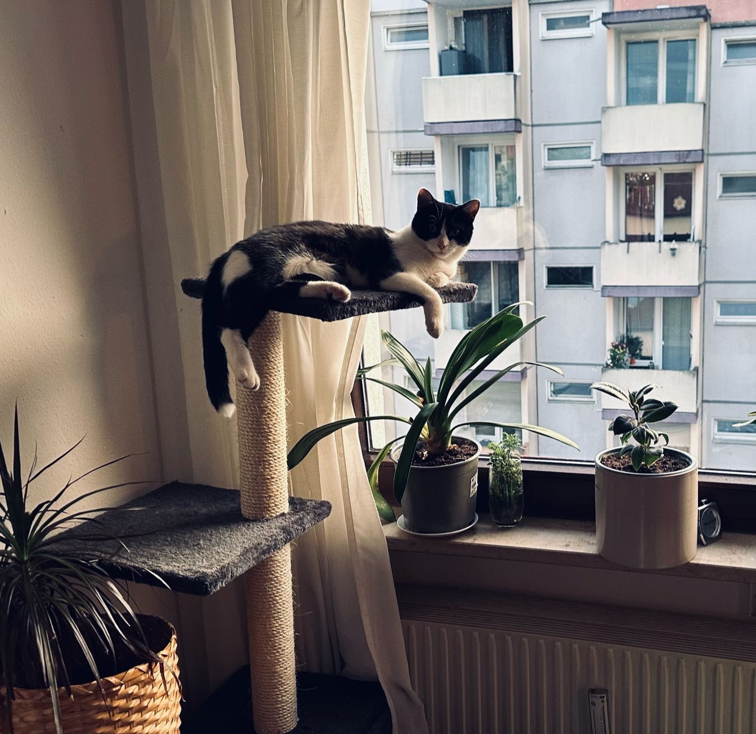 image-1