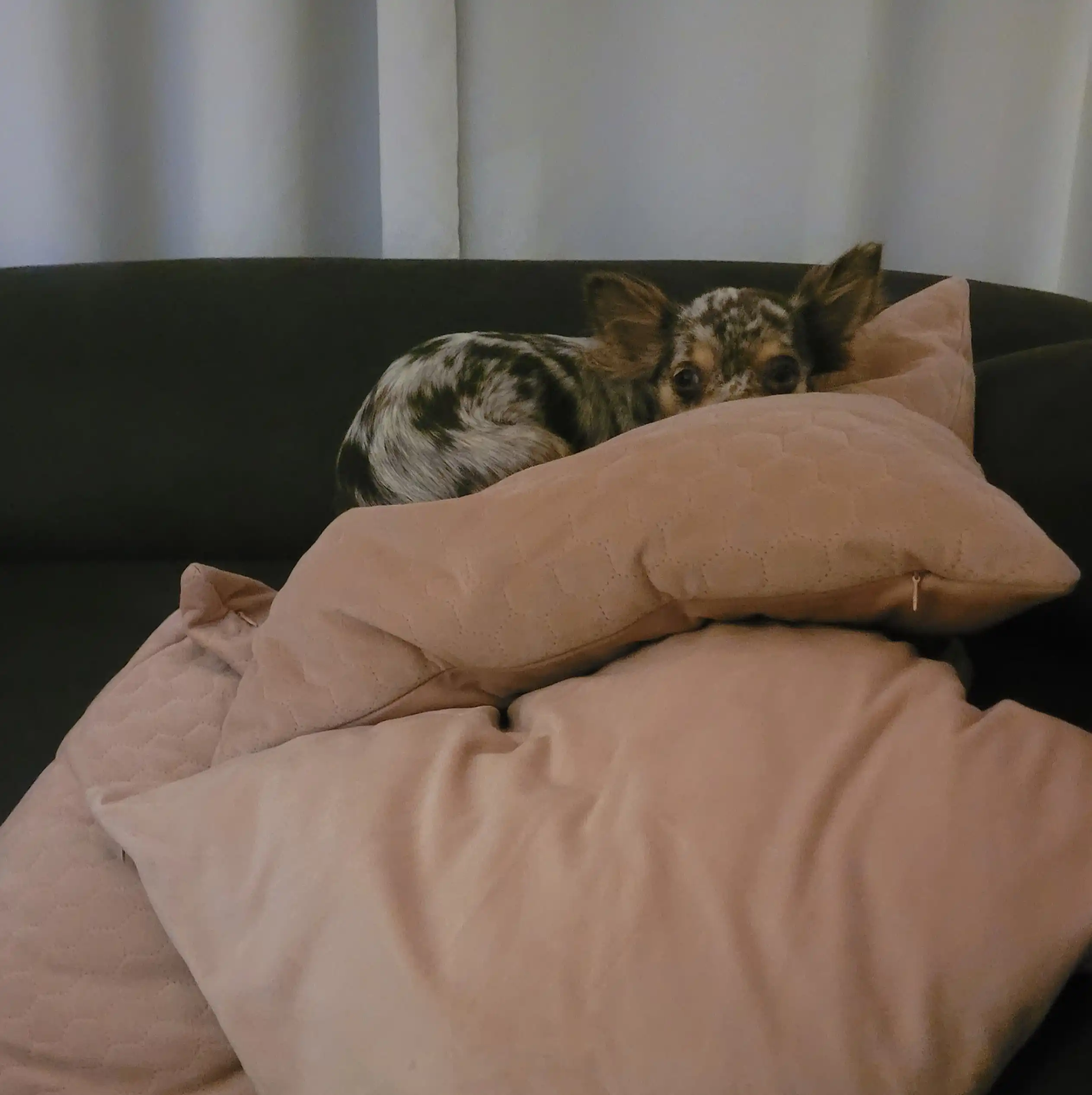 image-7