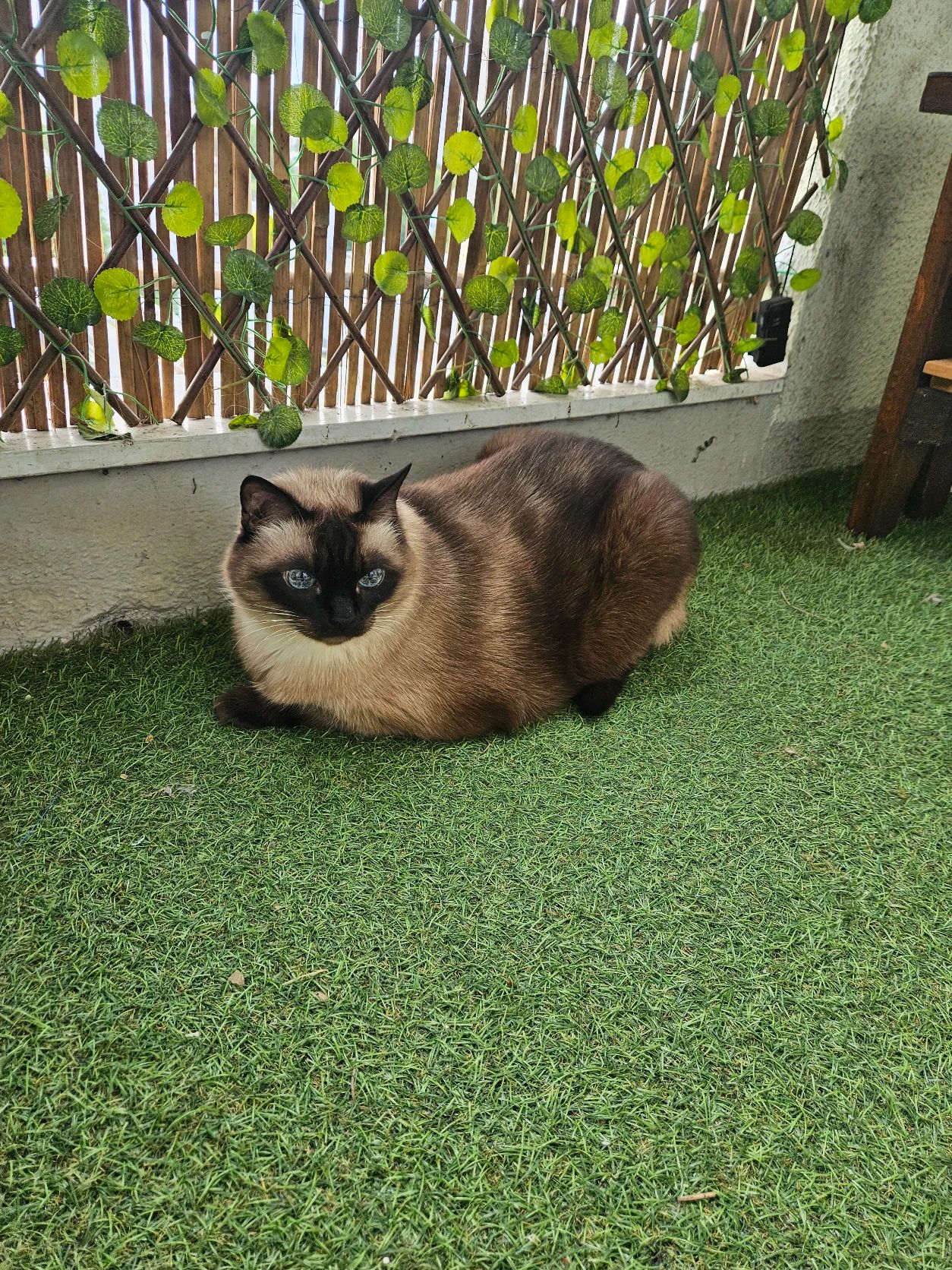 image-7