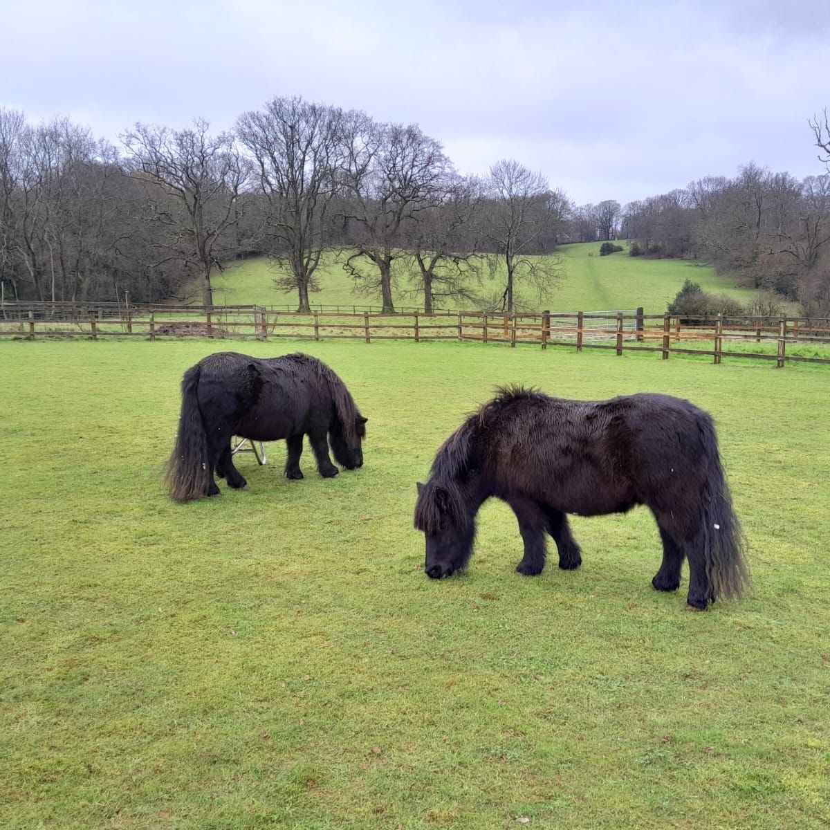 Portrait of Laurel & Hardy , the horse