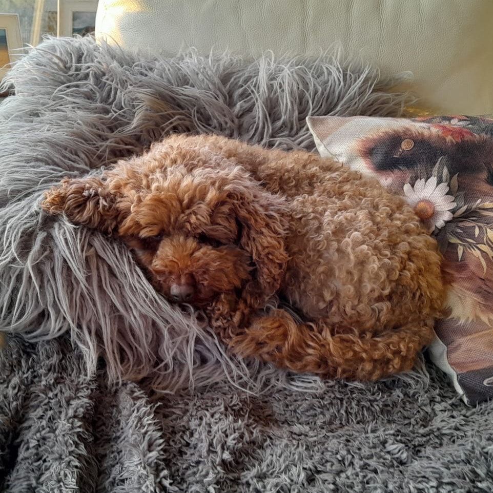 Portrait of Bonnie, the dog