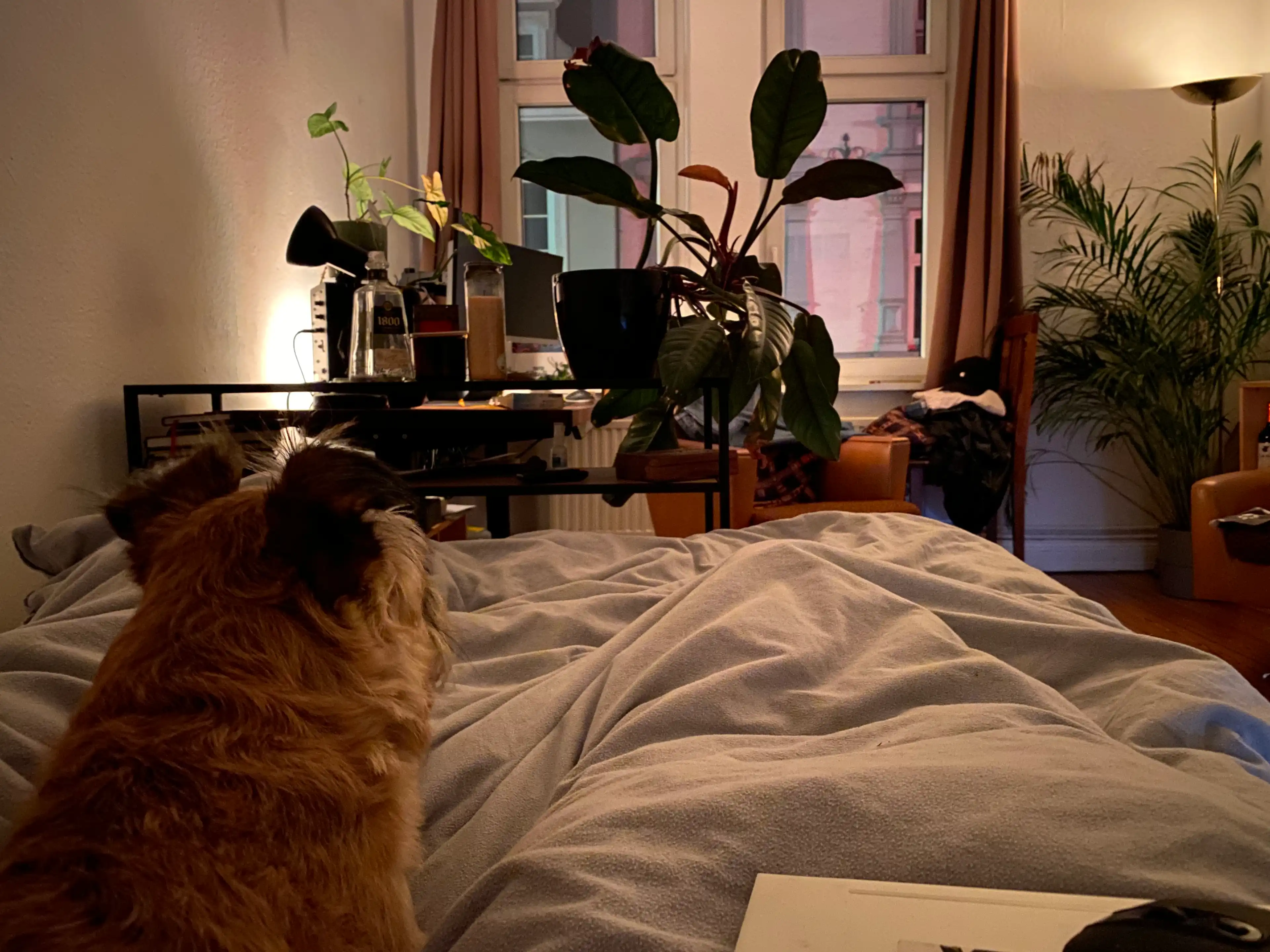 image-9