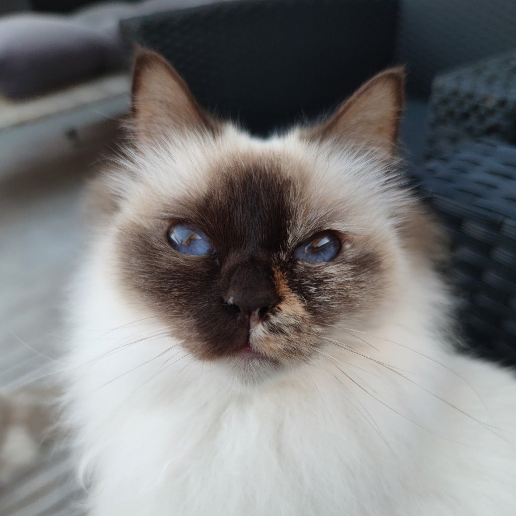 Foto di Zara, il cat
