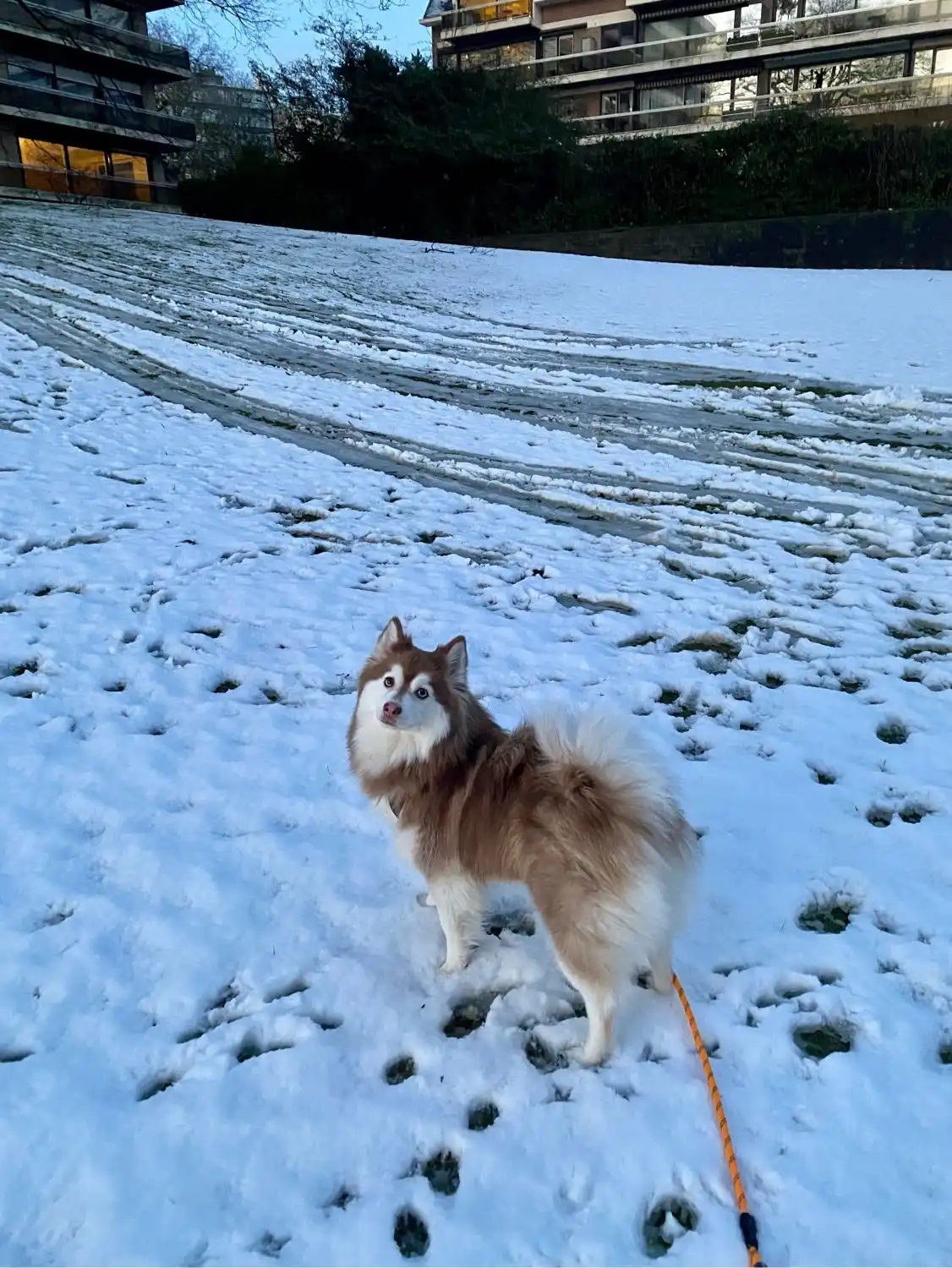 image-7