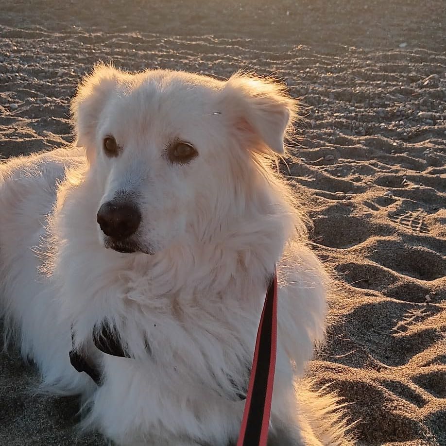 Foto di Valentina, il dog