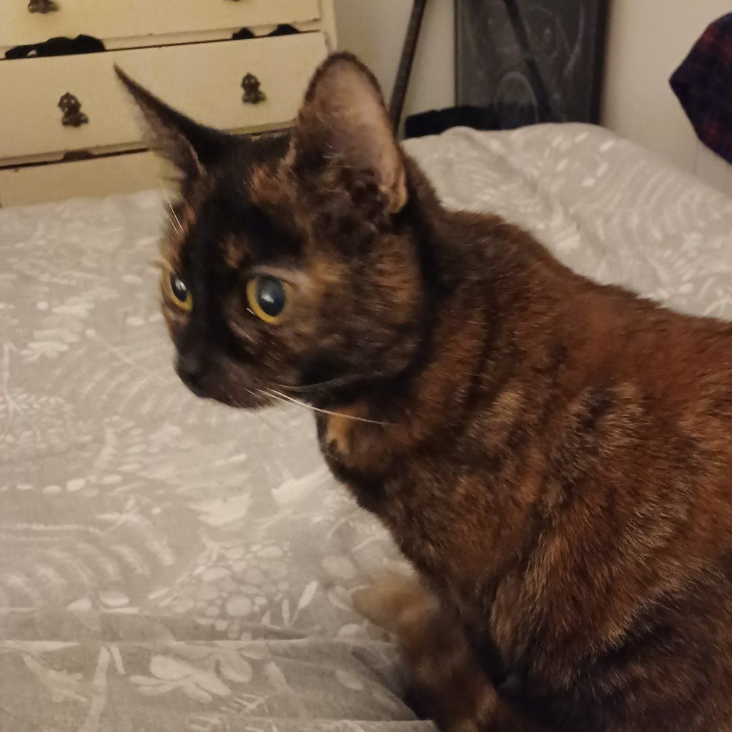 Portrait of Tilla, the cat