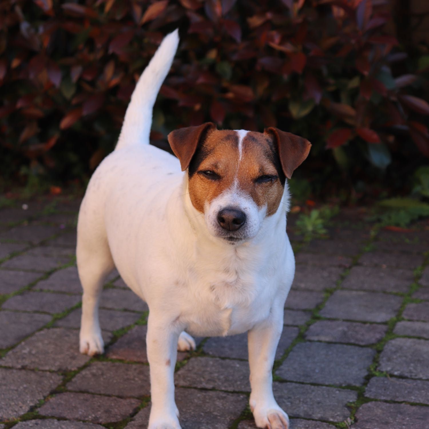 Foto di Joe, il dog