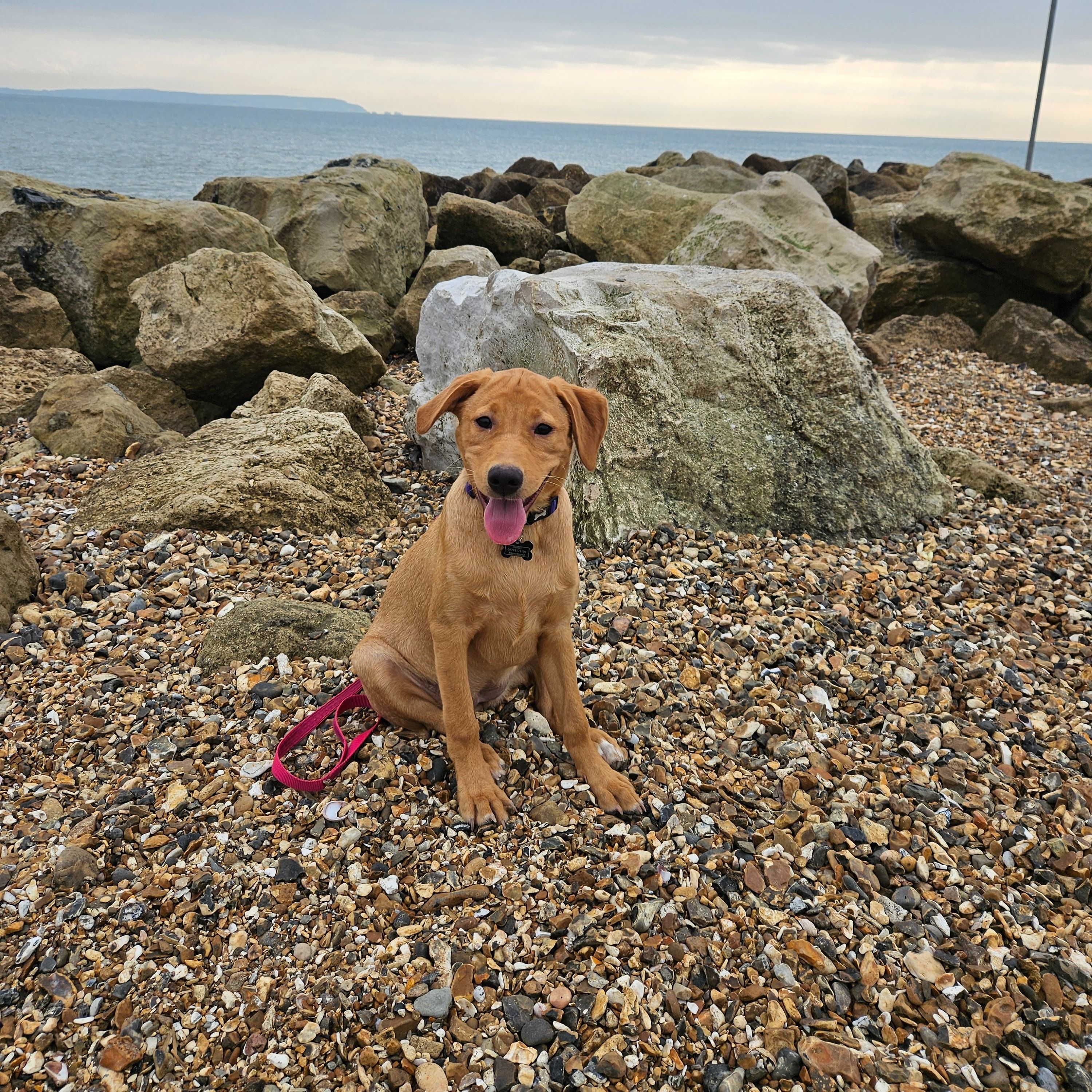 Portrait of Bentley , the dog