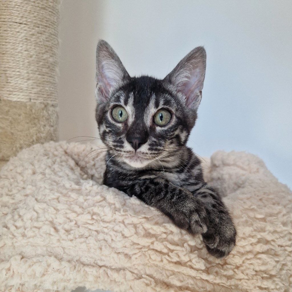 Portrait of Remy, the cat
