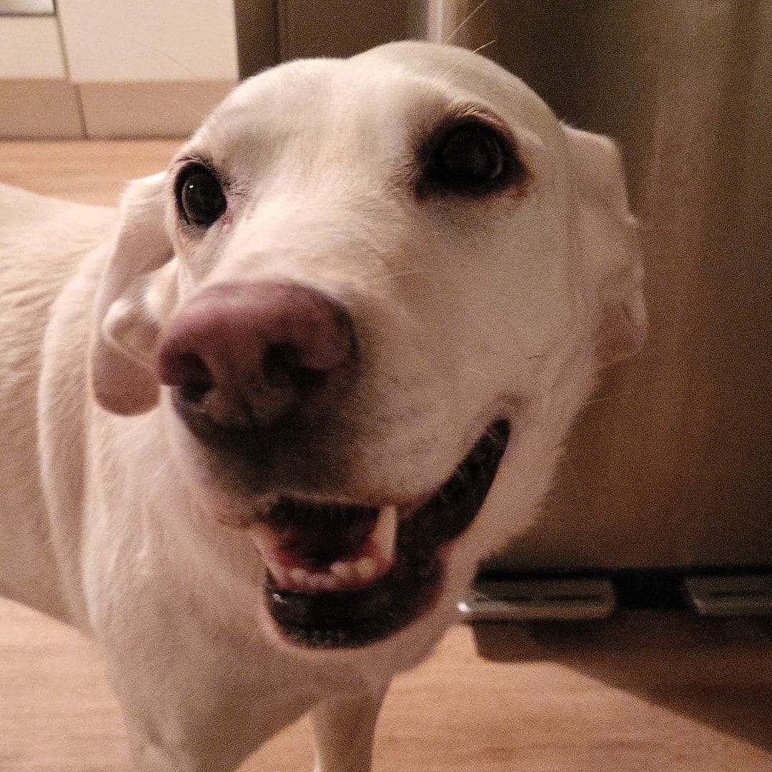 Portrait of Binky, the dog