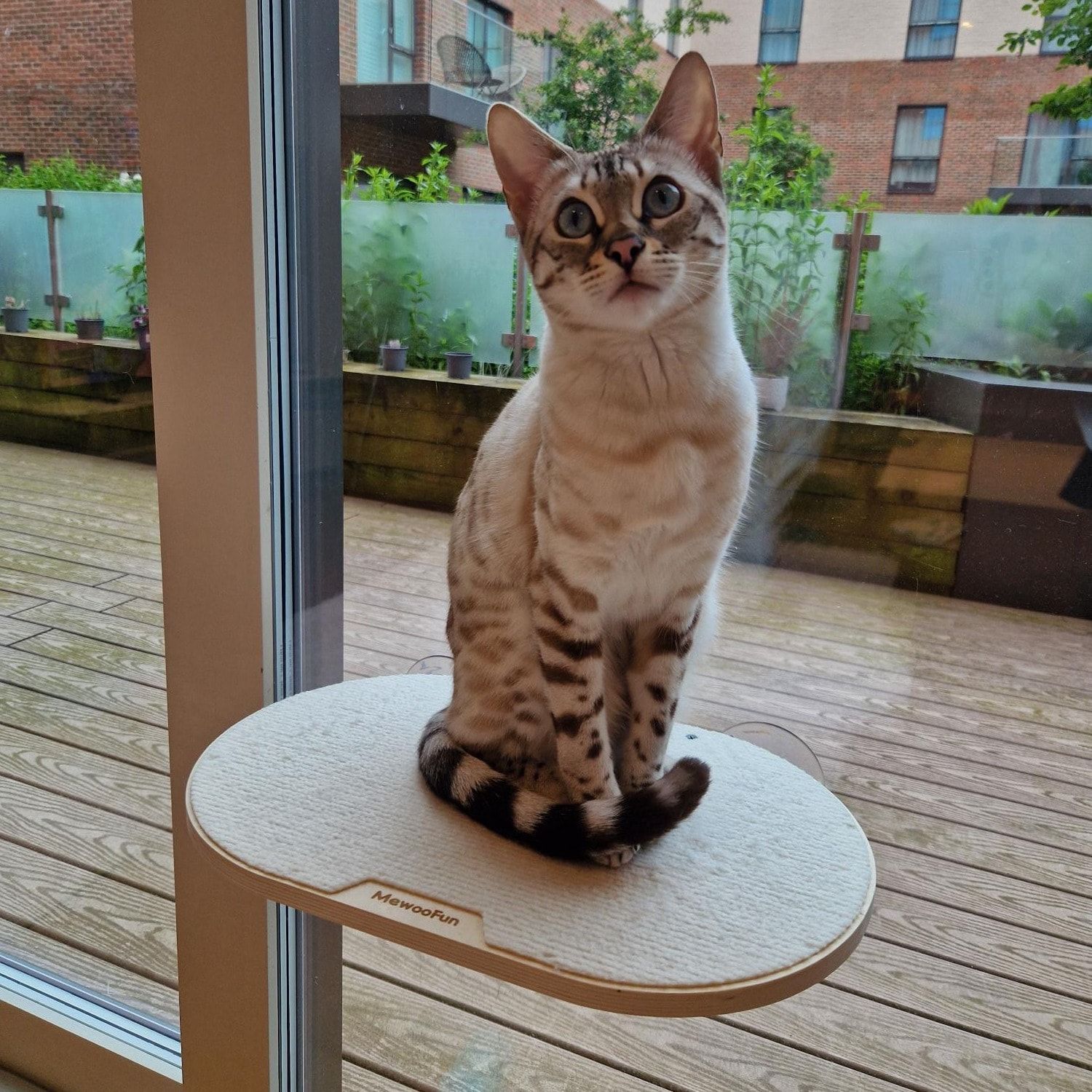 Portrait of Skyla, the cat