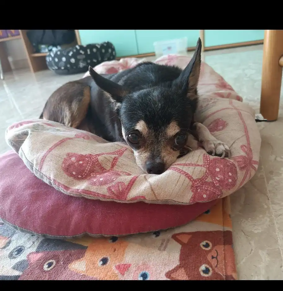 image-12