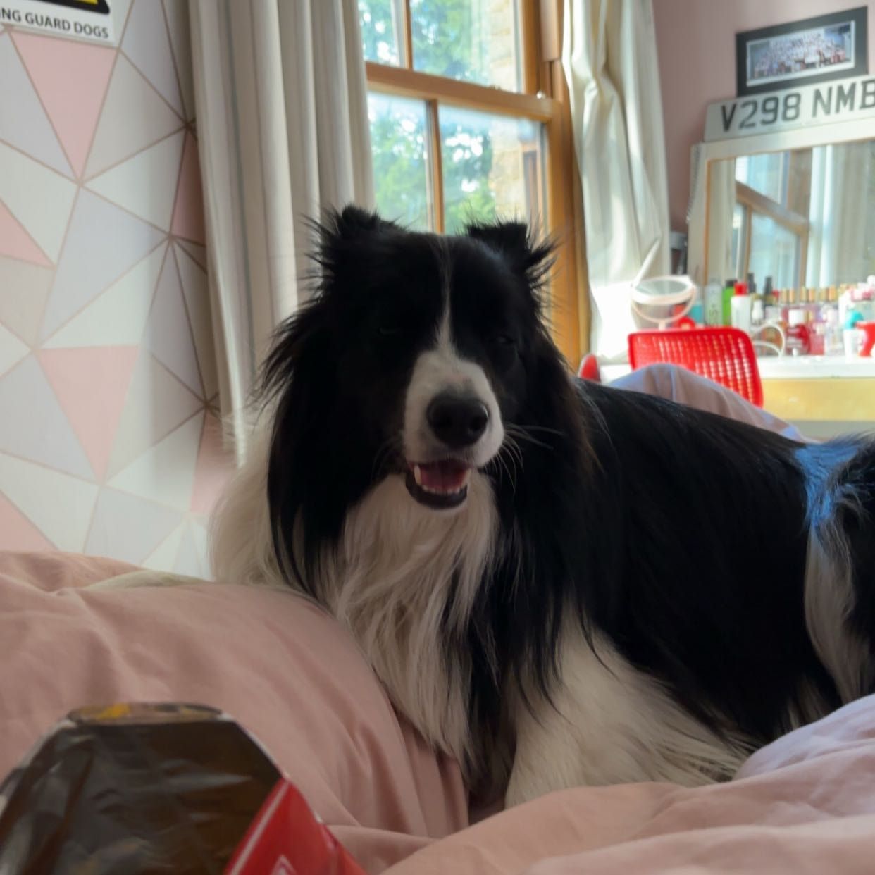 Portrait of Saffy, the dog