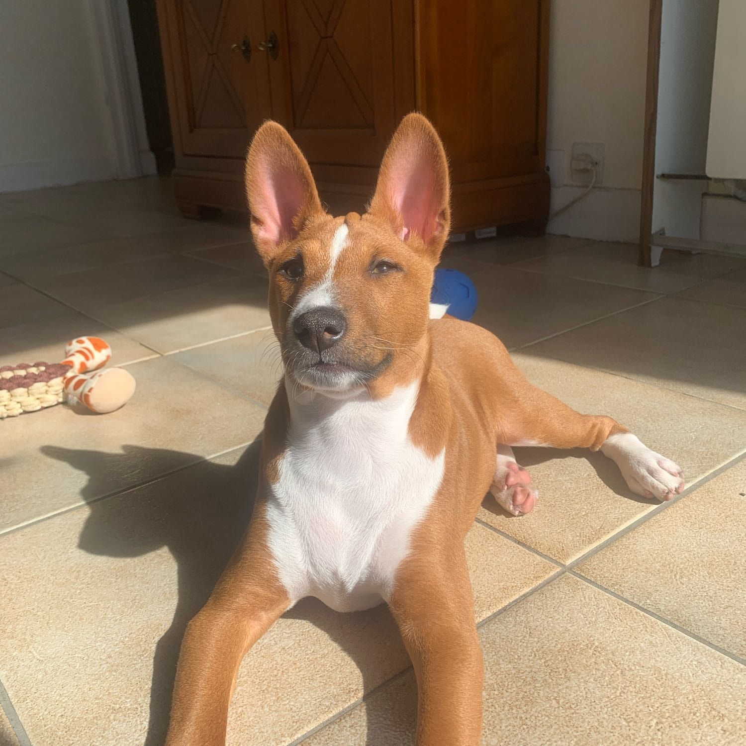 Portrait de ramses , la dog