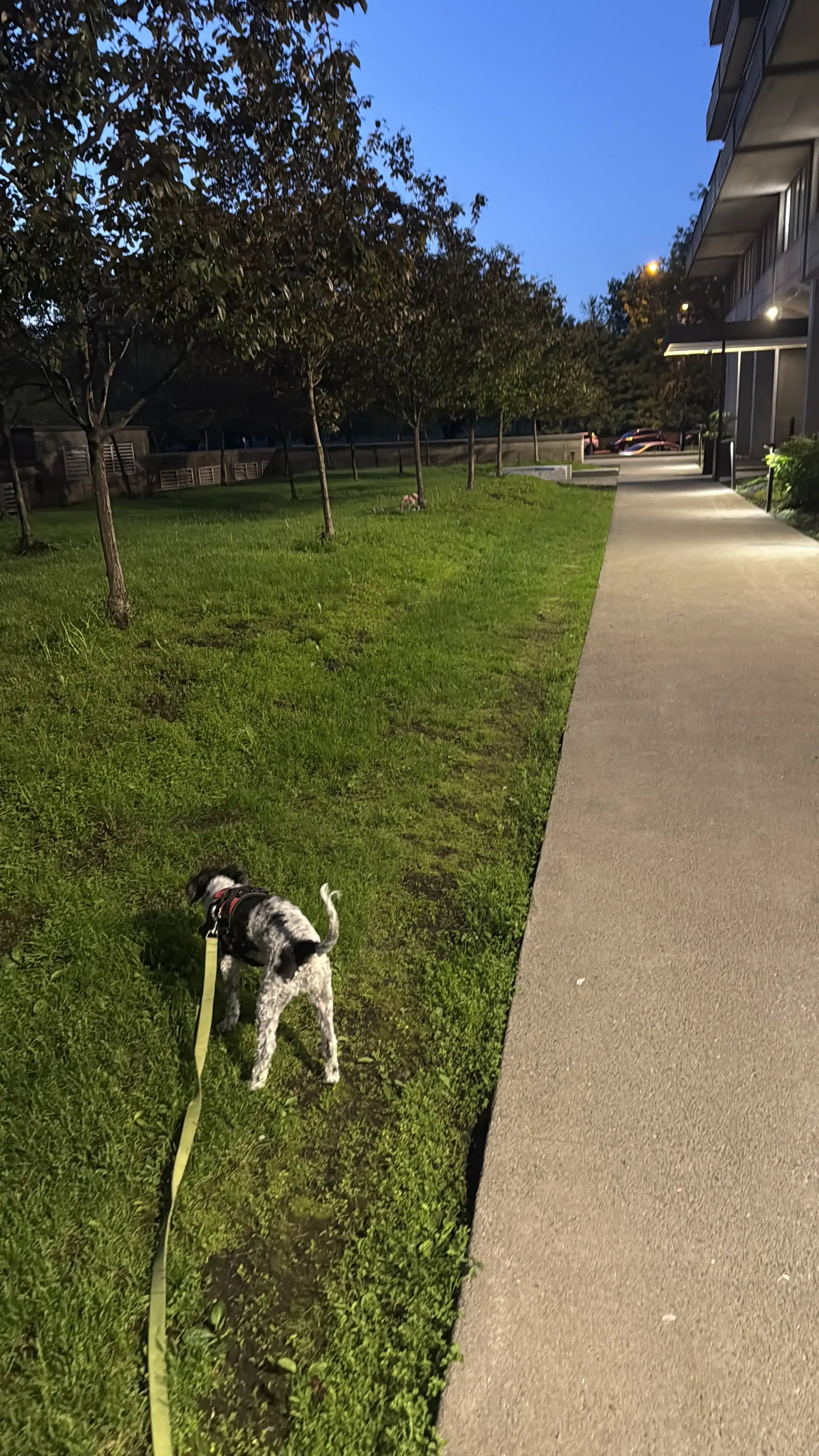 image-7