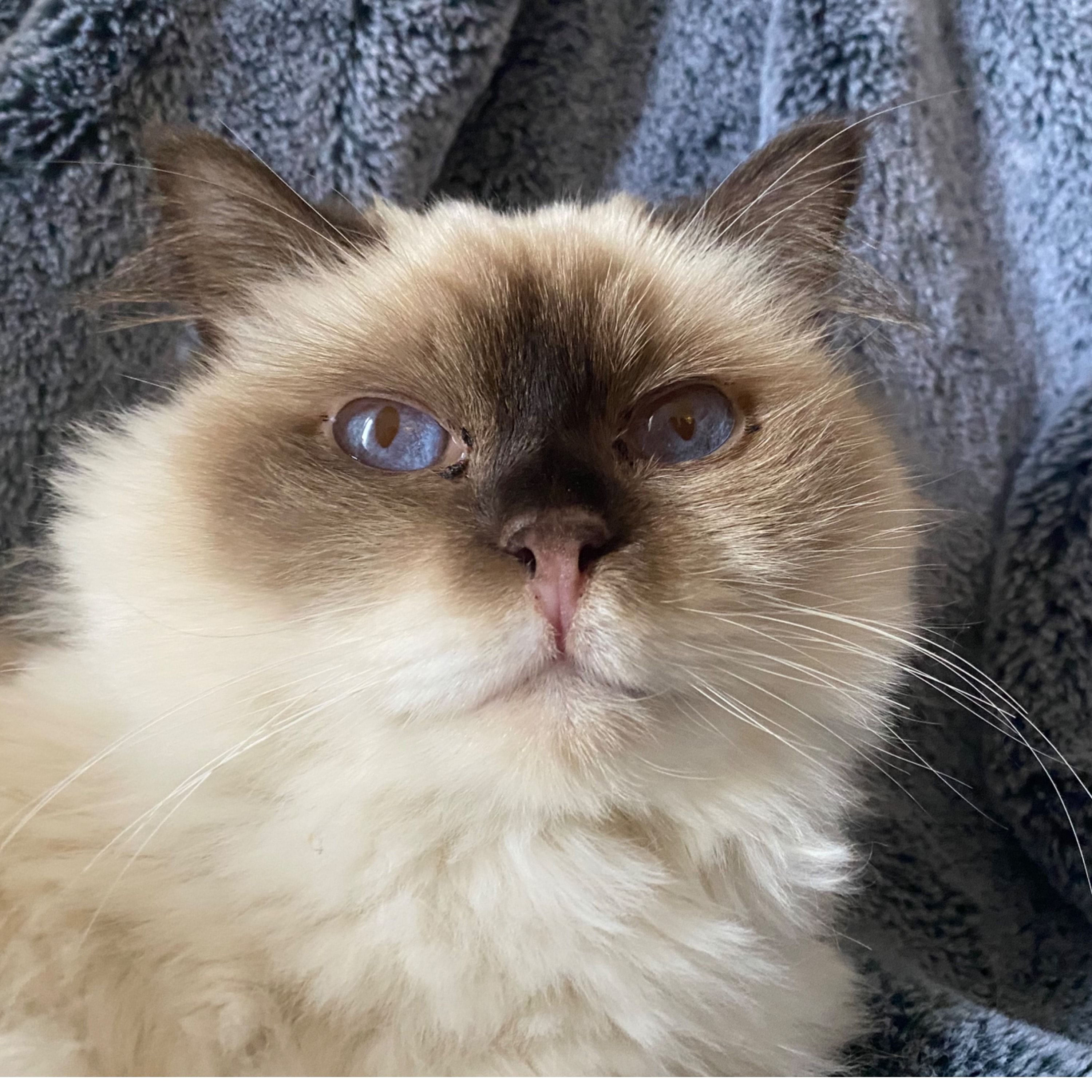 Portrait de Duchesse, la cat